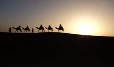 Expédition Oman : 5 chameaux pendant une randonnée dans le désert