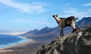 Chèvre en haut de sa montagne en Crète