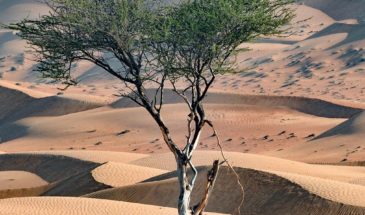 Expédition Oman : Vue du désert d'Oman, et randonnée dans un désert de couleur beige avec un magnifique ciel ensoleillé et bleu.