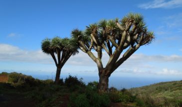 Grands arbres typiques des Canaries