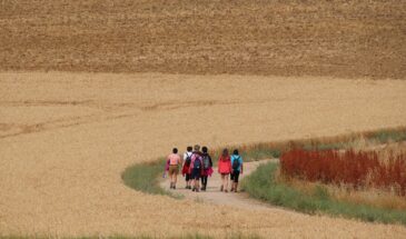 Six randonneurs longeant un champ de blé