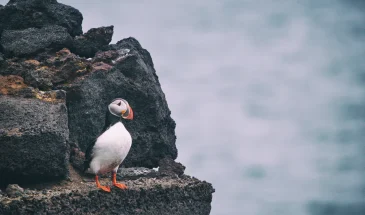 Oiseau posé sur son rocher