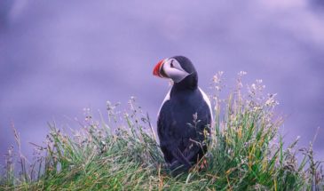 Randonnée Vestmannaeyjar Oiseaux d'Islande