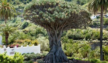 Grand arbre dans un jardin au Cap-Vert
