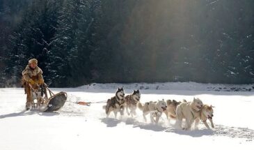 Séjour chiens de traineau, Raid chien de traîneau en laponie finlandaise