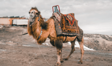Activite chameau en Turquie