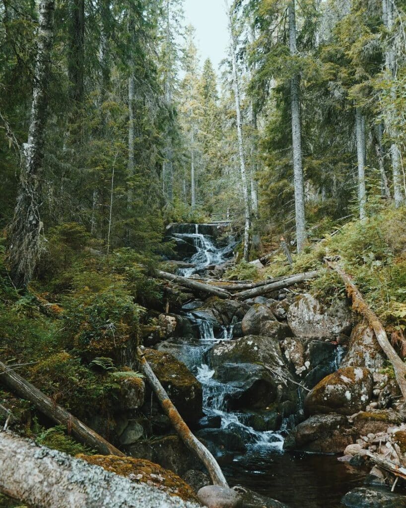 Randonnées Suède, Cours d'eau dans une forêt suédoise