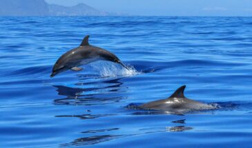 Dauphin sous l'eau et dauphin qui saute hors de l'eau