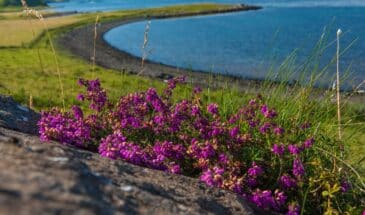 Fleurs violettes en bord de mer en Ecosse