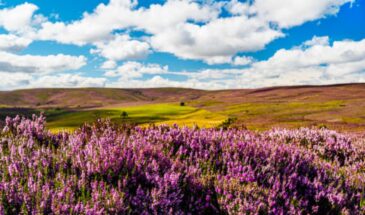 Panorama sur les plaines et la flore écossaise