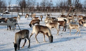 Découvrez la Suède et la Laponie lors d'un séjour multi-activités: Pays des rennes en Laponie