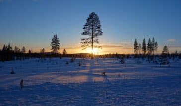 Paysage de la neige en Laponie au lever du soleil
