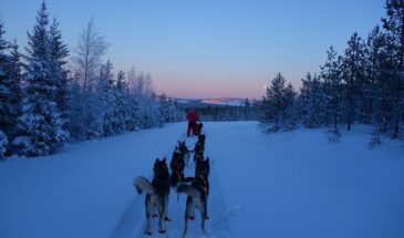 Des chiens de traineau en randonnée sur la neige de Laponie en Suède