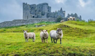 Moutons dans la plaine irlandaise