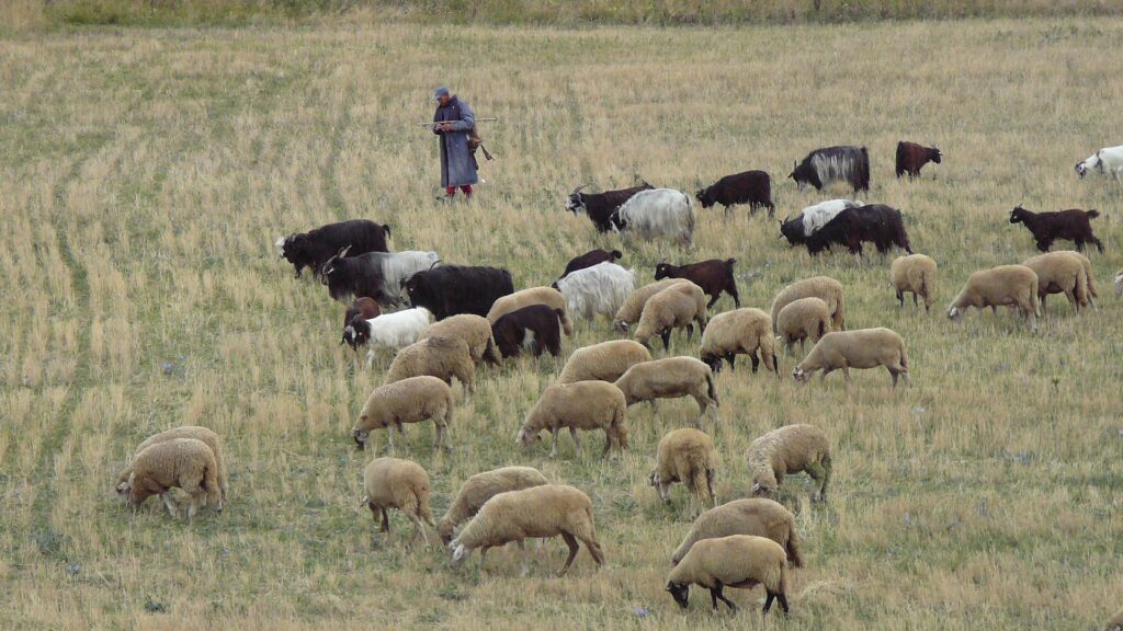Plusieurs moutons et un berger