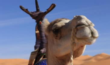 Découverte des terres en randonnée à dos de chameau dans le désert du Hoggar entre les massifs d'Algérie