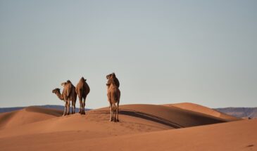 Chameaux dans le désert.