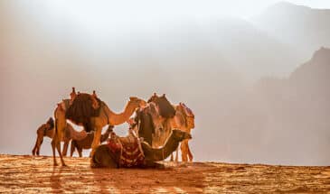 Randonnée chameaux Jordanie Sinaï: Randonnée à travers les paysages variés qui s'offrent à vous