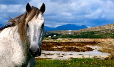 Randonnée à dos de cheval dans le Connemara