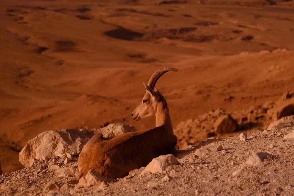 Trekking Israël : chèvre sauvage dans désert Israël