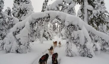 randonnée sur la neige avec des chiens traineaux Finlande Laponie et vue sur le paysage.