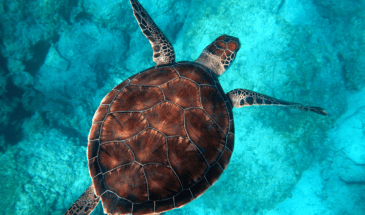 Croisière en Turquie : tortue nage dans la de mer en turquie