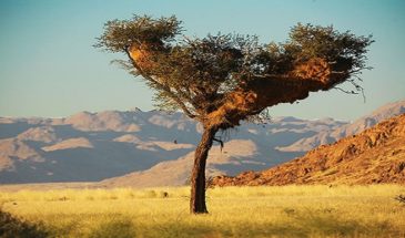 Arbre planté dans la savane du Damaraland en Namibie.