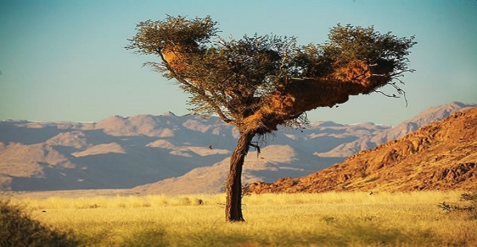 Arbre planté dans la savane du Damaraland en Namibie.