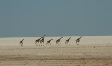 Désert Namibie : girafes se promenant dans le parc d'Etosha.