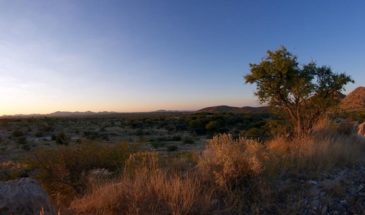 Végétation dans le sol rocheux et aride de Sossusvlei en Namibie.