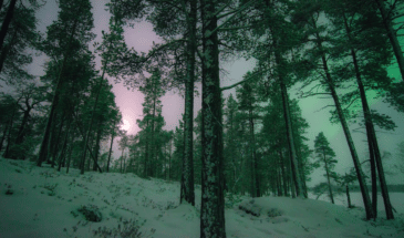 La vue sur la belle nature et le paysage de la majestueuse Grande forêt finlandaise.