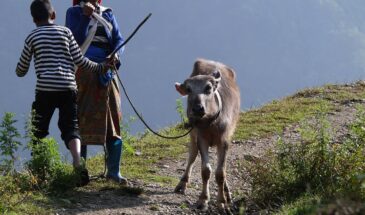 Habitants Népal avec animal : on voit deux personnes qui tiennent un animal, ils sont au bord d'une falaise.