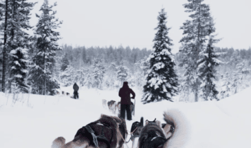 Chiens de traineau Laponie: Activité Chien de Traîneau et différentes autres activités