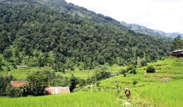 Marcheurs rizière Népal : il y a un randonneur qui se promène dans les champs, on voit des maisons et la forêt.