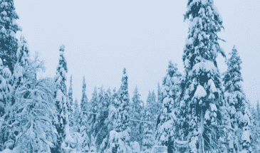 Vue sur le ciel et les arbres lors d'une activité motoneige Finlande