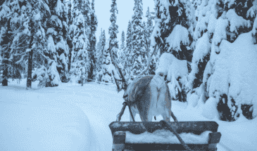 Aventure Laponie: Vue sur les animaux sauvages et la nature dans les Pays des Rennes
