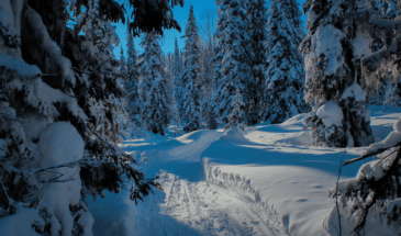 Séjour grand nord: visite et vue sur les paysages magnifique du nord de la Finlande