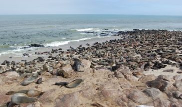 Plage pleine de phoques posés sur le sable en Namibie.