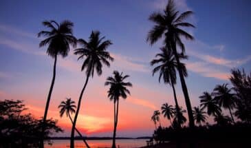 Plage Sri Lanka : un bord de mer sous le coucher du soleil, avec des palmiers et des buissons.
