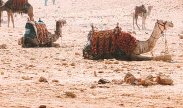 Randonnée en chameau Égypte: troupeau de chameaux assis sur le sable dans le désert en Egypte