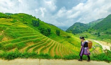 Rizière Vietnam paysans vietnamiens : il y a une femme qui porte un panier et des collines ou l'on cultive le riz.