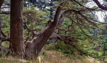 Visite Liban : arbre imposant dans une forêt au Liban
