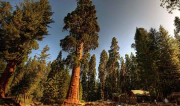 Grands sequoias dans le parc national