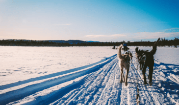 randonnée sur la neige avec des chiens traineaux Finlande et vue sur le paysage.