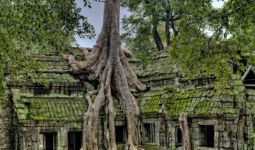 Temple Angkot Wat ruines Cambodge : il y a des ruines en pierre, orné de racine et de plante verte.