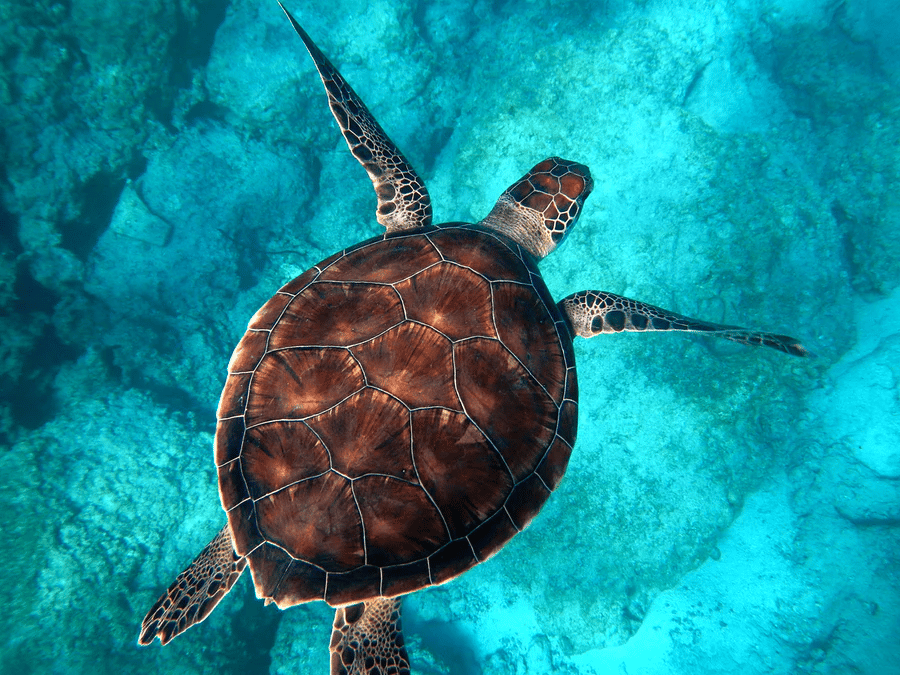 tortue nage dans la de mer en turquie