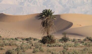 Végétation dans le désert.