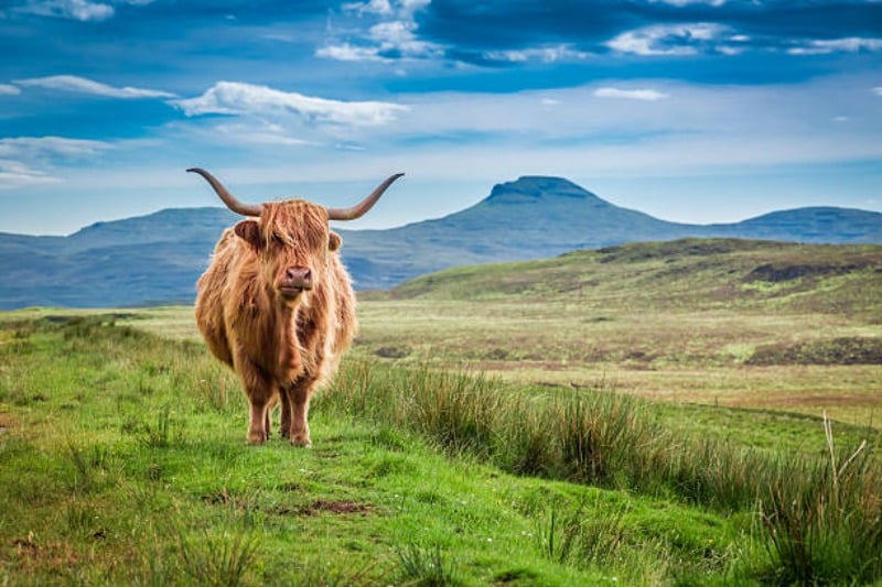 La Highland: La vache Highland race bovine écossaise