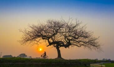 Vélo Vietnam voyage VTT : le soleil couchant, une personne à vélo passe près d'un champ et près d'un arbre.