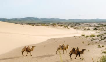 Troupeau de chameaux marchant dans le désert lors d'un voyage en Éthiopie